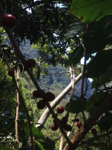 Coffee cherries high up on the mountin