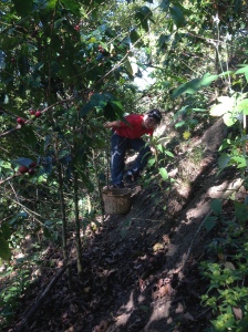 Cole working hard on the steep mountain slope - billy goat style!