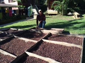 Coffee cherries drying in the sun (Oldemar says this "natural" coffee has the best flavor and is far superior to machine-dried coffee). He has a dryer, but prefers not to use it unless absoloutely necessary due to a large order.