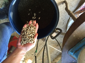 Raw coffee beans ready for roasting.