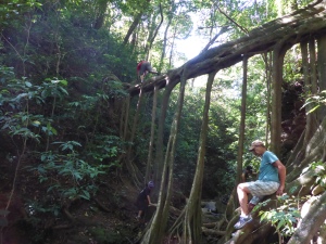 This Ficus set its roots down as a very convenient bridge across a deep gorge. 